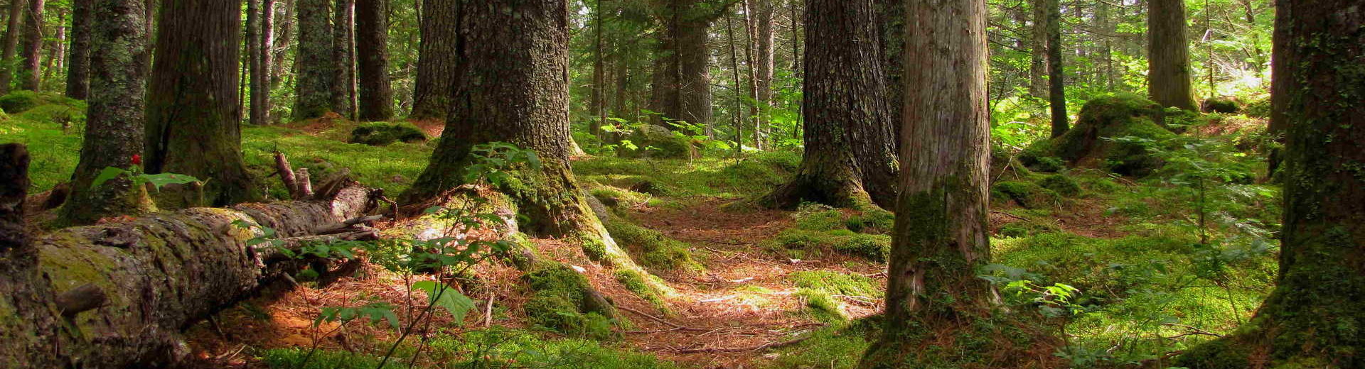 Aranya: boeddhistische beoefening in de natuur